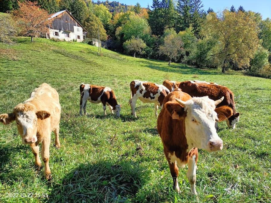Gite Coeur De Haute-Savoie Viuz-en-Sallaz Buitenkant foto